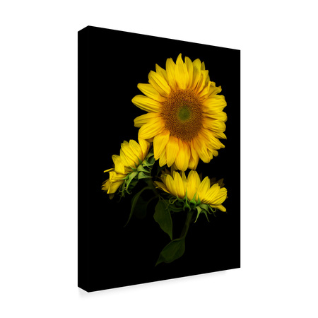 Trademark Fine Art Susan S. Barmon 'Sunflower 3' Canvas Art, 18x24 ALI34461-C1824GG